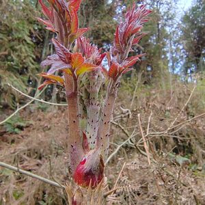 80computerlove_888淘宝东北刺嫩芽苗树苗带跟刺老芽刺老包刺龙芽