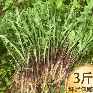 广西新鲜蒲公英整颗带根野生现挖药用野菜婆婆丁长根山野菜包邮