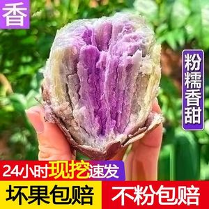 冰淇淋番薯种苗粉糯香甜一点红紫心红薯种子板栗薯秧苗高产地瓜苗