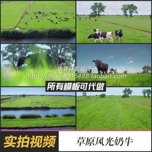 高清实拍新西兰农场视频素材草原放牧奶牛吃草风光片奶牛养殖