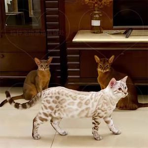 纯种孟加拉豹猫美短加白起司猫活体短毛玩具虎猫猫血统虎斑豹纹猫