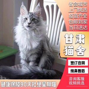 纯种缅因猫幼猫银虎斑棕虎斑烟灰缅因长毛猫巨型宠物猫咪活物小猫