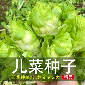 （拍2发3）四川儿菜种子四季蔬菜种籽早熟抱子芥娃娃菜胖秋季阳台