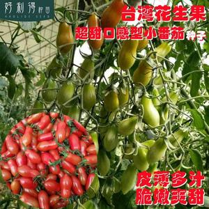 花生小柿子圣女果台湾玉女凤珠409小番茄种子水果千禧小番茄种子