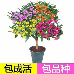 精品浓香型桂花树苗沉香桂金桂丹桂四季天香台阁花卉绿植盆景盆栽