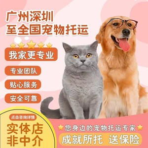 宠物托运服务全国猫咪狗狗空运代办随机手续航空广州深圳宠物托运