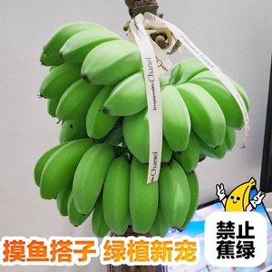 【48小时现货】一整串带杆办公室水培香蕉8斤禁止蕉绿小米蕉芭蕉