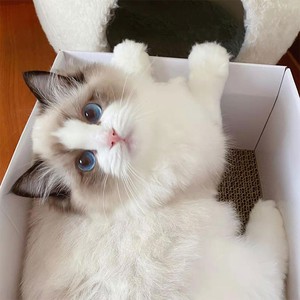 纯种布偶猫幼猫赛级蓝眼睛蓝双海双仙女猫活物重点色宠物猫咪活体