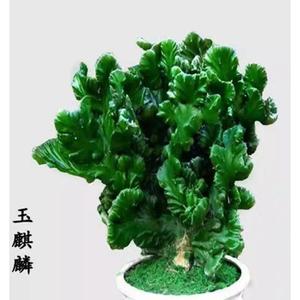 多肉植物玉麒麟盆栽花卉仙人掌麒麟掌室内吸甲醛防辐包邮