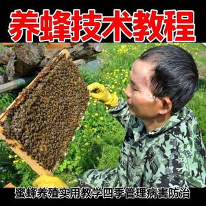 蜜蜂养殖视频教程养蜂技巧病虫害防治蜂蜜加工调制知识方法自学习