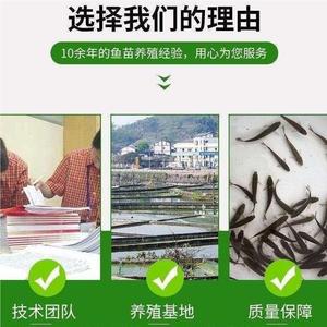 溪石斑鱼淡水光唇鱼苗原生态冷水观赏鱼清水鱼苗好养耐活溪水石斑