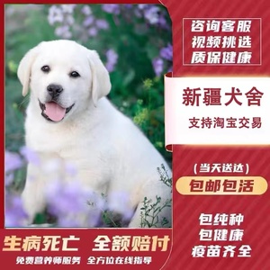 【新疆犬舍】拉布拉多幼犬小中大型宠物真物狗狗家养神犬小七训练