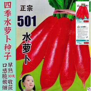 老不糠501水萝卜种子蔬菜种孑春秋季种庭院水果红皮水萝卜种籽