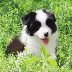 纯种边牧幼犬边境牧羊犬七白三通陨石边牧犬黑白金边中型犬宠物狗