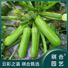瓜西果阳蔬类台芦葫小菜种子菜种籽萝卜大全籽种种子白菜大蔬菜苗