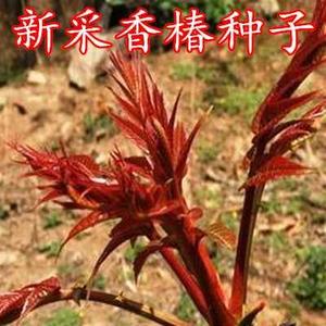 新采香椿种子食用香种子香椿树种子包邮红油优质椿种子香椿净种子