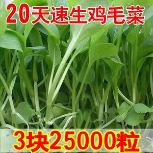 鸡毛菜菜籽种四季上海鸡毛菜种子20天速生小白菜阳台盆栽青菜种孑