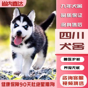 【四川犬舍】纯种哈士奇幼犬三把火蓝眼中型二哈哈士奇活体宠物狗