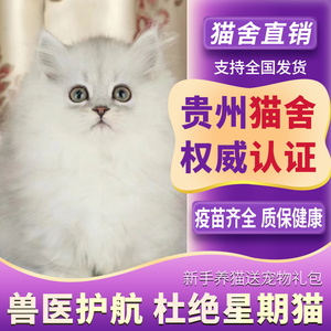 【贵州猫舍】金吉拉幼猫金吉拉猫曼基康矮脚短腿纯白拿破仑长毛猫