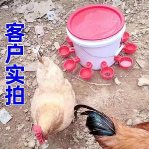 懒人加厚型鸡家碗%神器自动神器防鸟喝水食槽喂给水饮水器养鸭的