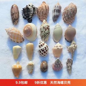 大海螺天然大海螺贝壳寄居蟹替换壳小贝壳宝螺壳海胆海星标本包邮