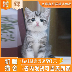 【新疆猫舍】纯种美短猫活体虎斑猫矮脚猫折耳小猫活物宠物猫咪美