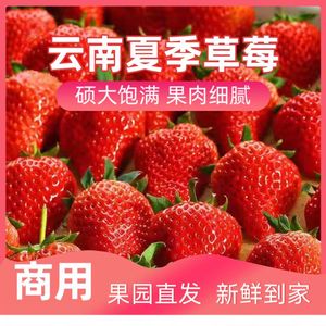 云南夏季双流商用草莓新鲜包邮草莓酱烘焙冰糖葫芦一整箱包邮红颜