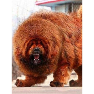 纯种藏獒幼犬出售狮王藏獒活体铁包金红色黑色藏獒雪獒虎头藏獒