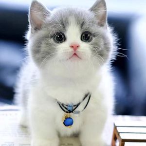 纯种英短蓝猫活体蓝白英短猫幼猫矮脚猫折耳小猫活物宠物猫咪幼崽