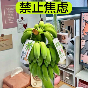 禁止焦虑香蕉花瓶拒绝不要焦虑整串带杆办公室新鲜水培蕉绿植物