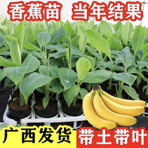 金粉一号香蕉树苗西贡蕉粉蕉南方果苗盆栽芭蕉当年结果新鲜广西发