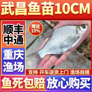 鳊鱼苗武昌鱼扁鱼鲳鱼柳叶鳊鱼苗淡水养殖食用四川重庆塘批本地发