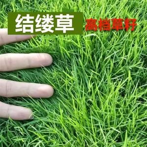 草坪草籽四季长青矮生耐践踏庭院足球场草种子进口日本结缕草种子