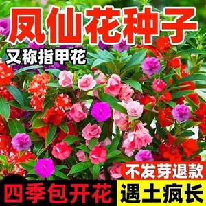 重瓣凤仙花种子四季播种开花阳台盆栽指甲花种籽孑庭院室内外花籽