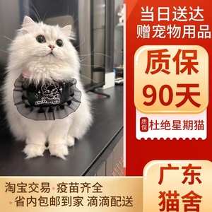 纯种金吉拉幼猫金吉拉猫曼基康矮脚短腿纯白拿破仑长毛小猫咪活物