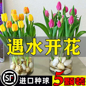 5颗郁金香种球水培花卉盆栽四季开花好养活室内带花苞苗带芽花种