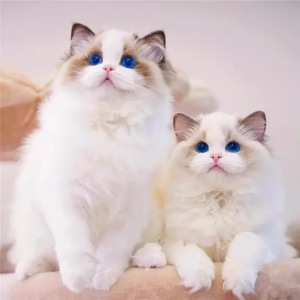 纯种布偶猫幼猫长毛仙女蓝双海双蓝眼睛重点布偶活体宠物猫咪暹罗