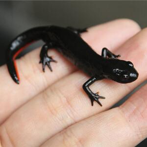 六角恐龙活鱼苗小型好养清道夫蝾螈观赏冷水淡金鱼耐活物宠物火龙