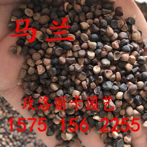 马兰种子新采马莲花种花籽马兰头马莲花马莲菜马莲草种子耐旱包邮