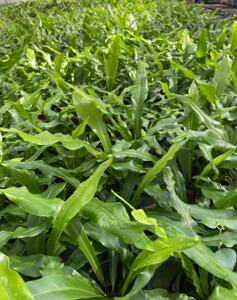 台湾山苏苗  山苏菜种苗基地种植