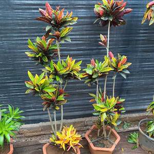 彩叶草植物七彩