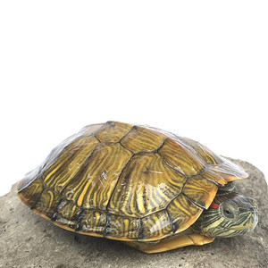 活物宠物小型乌龟