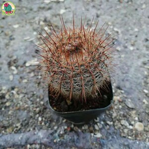 红神仙人球 实生开花好养多肉植物桌面盆栽净化空气迷你微观造景