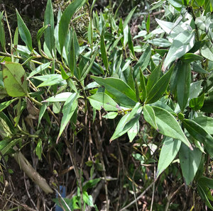 剑叶耳草少年红长尾草千年茶铁扫把野生新鲜品500g