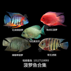 野生帝王虎斑菠萝鱼