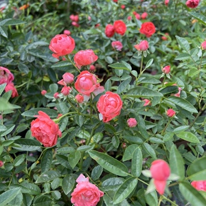 微型月季橙科斯特迷你玫瑰红柯斯特花卉盆栽植物绿植盆栽粉科斯特