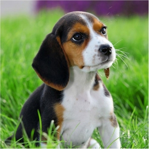 纯种比格犬米格鲁猎兔犬幼犬活体家养巴吉度短毛幼崽小型犬宠物狗