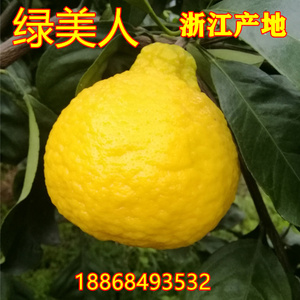 广西正宗柑橘桔子丑橘树苗无核新鲜新品薄皮橘皇帝清香绿美人象山