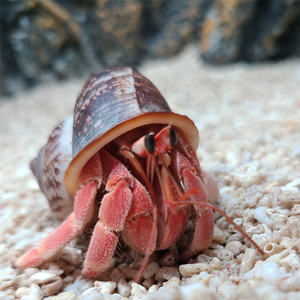 直播选蟹品种齐全颜色多样漂亮可爱迷你淡水陆养的懒人宠物寄居蟹