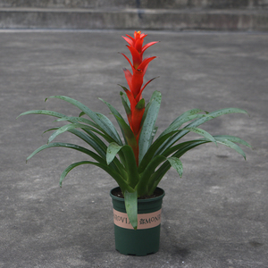 鸿运当头 吉利红星 室内植物 花卉盆栽 凤梨 吸甲醛包邮